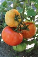 tomatoes of different ripeness on the bush