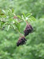 berries black elderberry on a blurred background