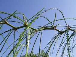 Natural Leaves