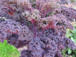 colorful kale plants on garden bed