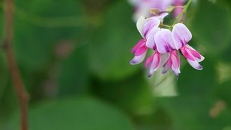pink flowers of spring plant