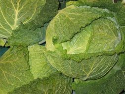 green cabbage for healthy eating