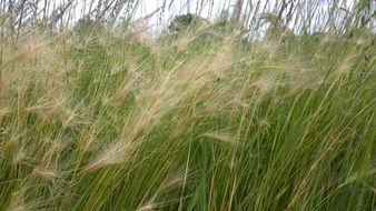green grass with yellow spikes on meadow