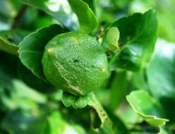 dark green lemon on a bush close up