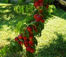 branch of ripe peaches