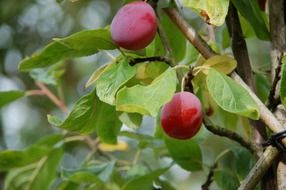 two ripe plums on a green tree