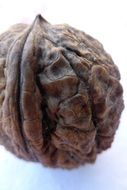 walnut on a white background