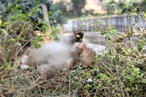 indian monkey is lying on it&#039;s back