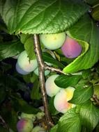 plums ripening on tree