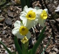 narcissus flowers in blossom