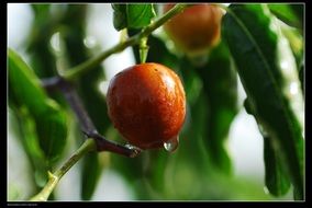 xinjiang jujube on the tree with water drops