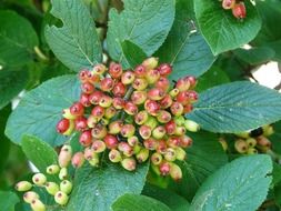 Berries Viburnum lantana