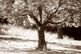 apple tree in black and white background