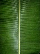 banana leaf macro