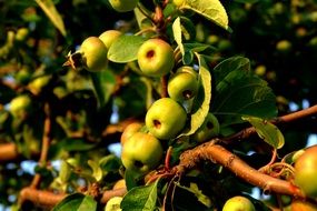 wild apple