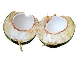 open tropical coconut fruit