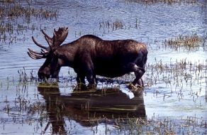 moose in the lake drinking water