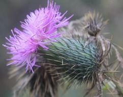 purple wildflower, macro