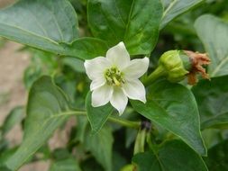 white pepper flower in the garden