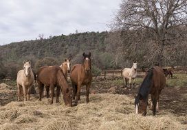 horses on ranch