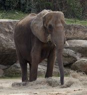 Elephant near the stones in the wild