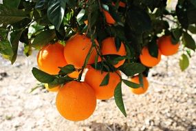 oranges on branches above soil