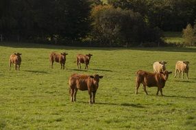 bulls on a green pasture