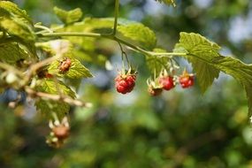 red raspberry on plant at summer close-up