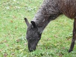 llama in winter pasture