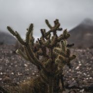 Cactus in the Botanical Garden
