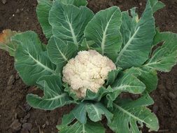 cauliflower on the field