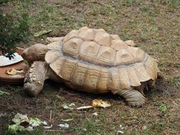 land turtle is crawling to food