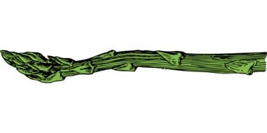 asparagus antioxidants drawing