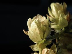 cones of hops on a black background