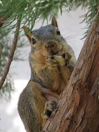 Squirrel is eating peanut on the tree