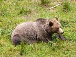 brown bear in a meadow