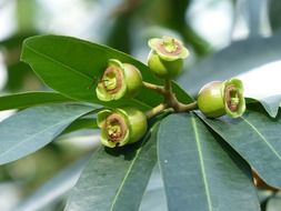 dainty rosenpfel fruits