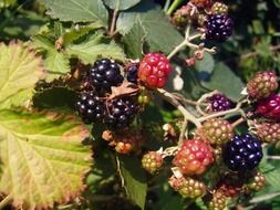 ripe and unripe blackberry on a bush in the fores