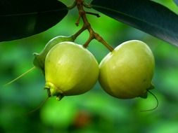 fruits of rose apple