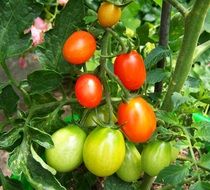 red-green organic tomato on branch