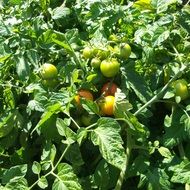 tomato plants organic gardering