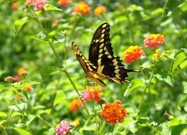 black and yellow butterfly on colorful flowers