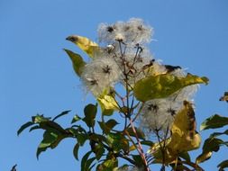 hairy clematis vitalba against the blue sky