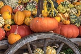 a variety of pumpkins on a trolley