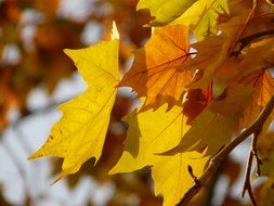 golden maple leaves