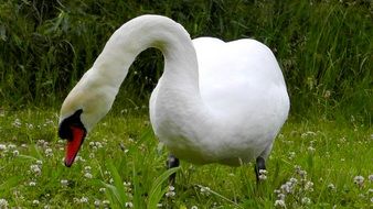 white swan on a green meadow