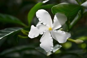 white flower in Sri Lanka