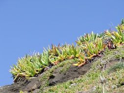 picturesque landscape with succulents