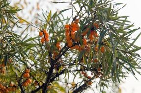 buckthorn bush leaves