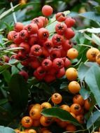 firethorn fruits in garden